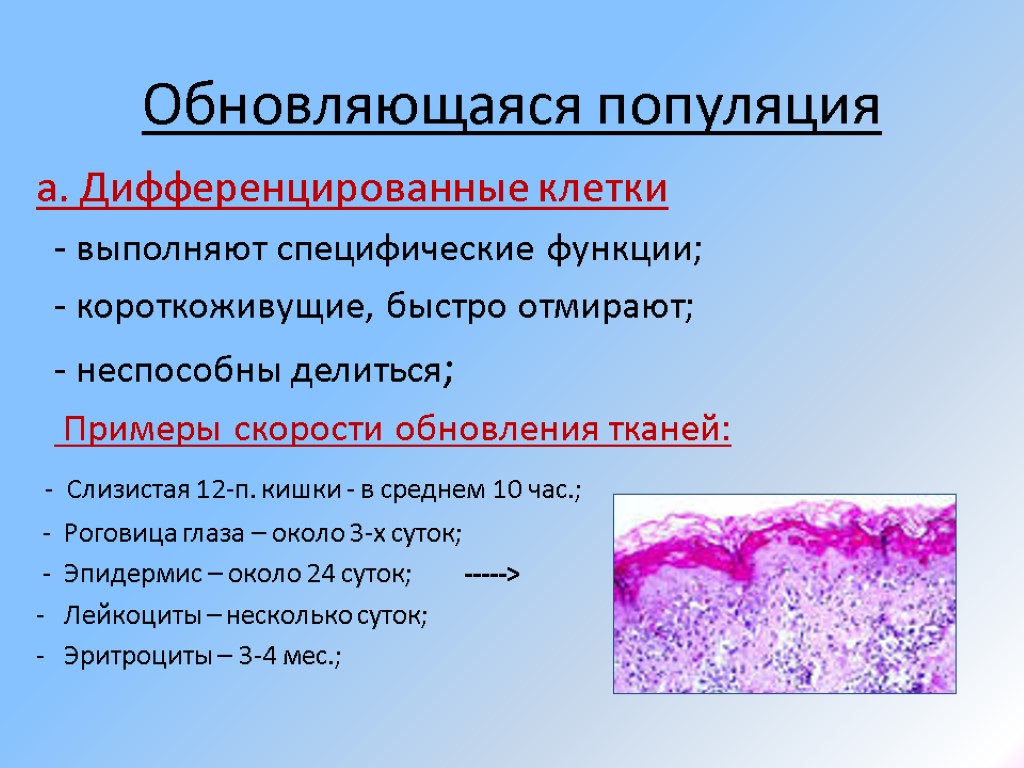 Обновляющаяся популяция а. Дифференцированные клетки - выполняют специфические функции; - короткоживущие, быстро отмирают; -